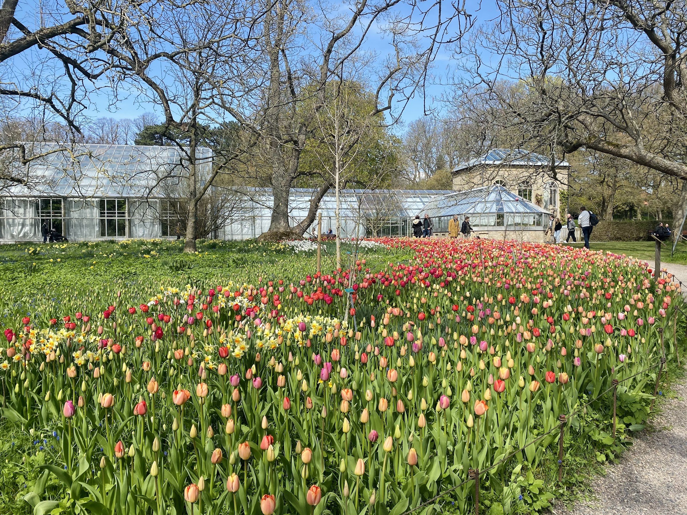 Botaniska trädgården (Lund University Botanical Garden) - Café